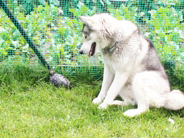 mój ogród-więc go pilnuję ! :)