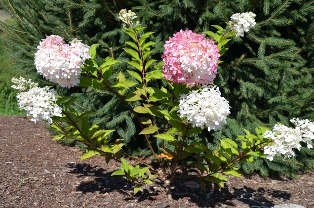 Moje tegoroczne hortensje - stożkowate :)