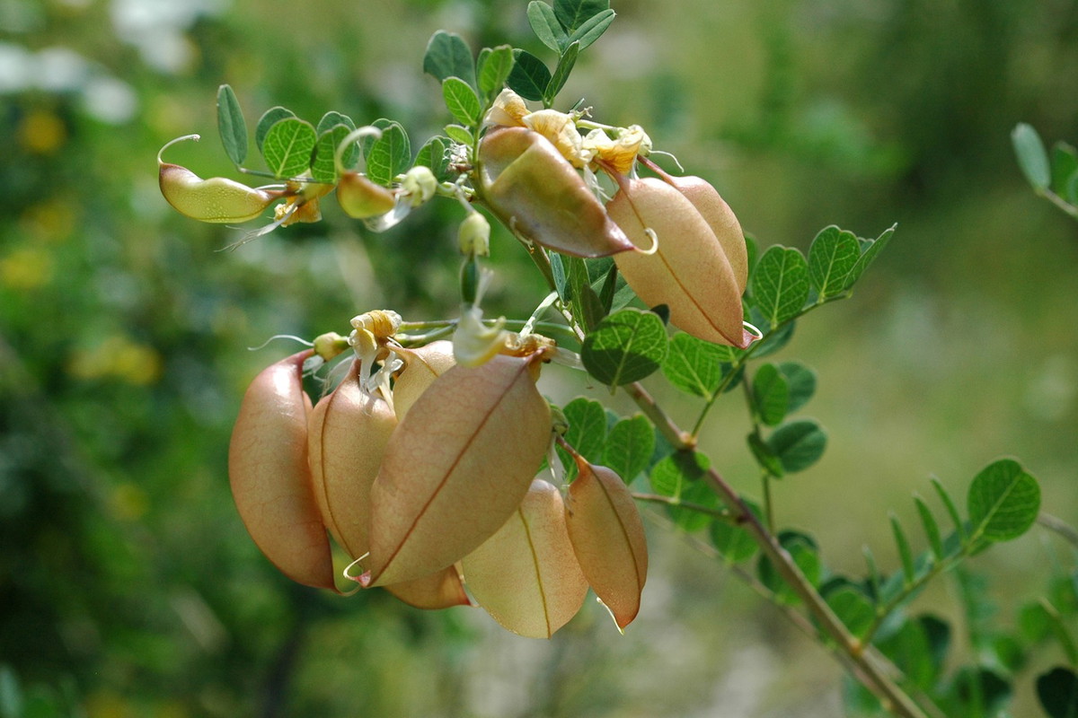 Moszenka południowa Colutea arborescens (zdj.: Fotolia.com)