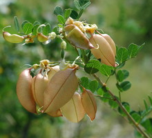 Moszenka południowa Colutea arborescens (zdj.: Fotolia.com)