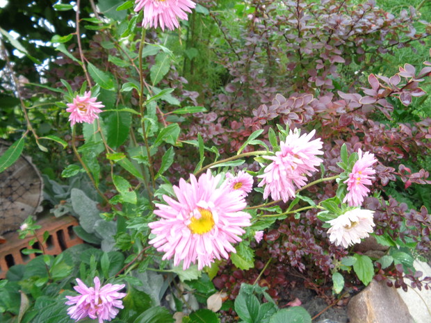 Na tle berberysa aster jednoroczny.