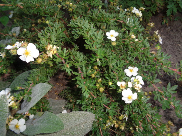 Nadal kwitnie pięciornik.