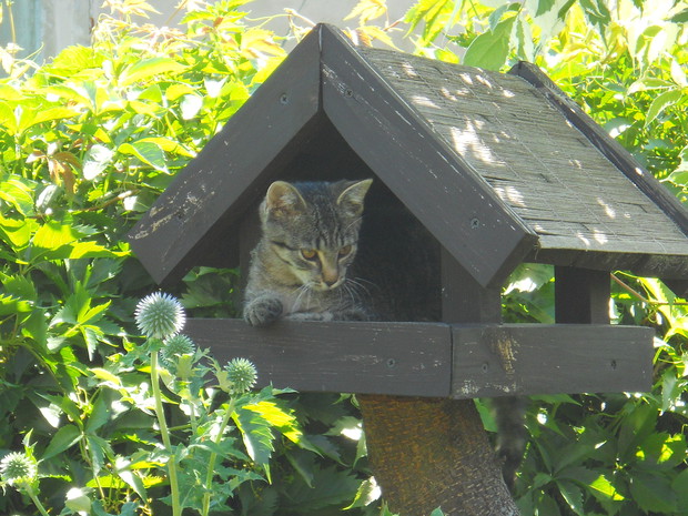 Nasz kotka też lubi korzystać z ogrodu