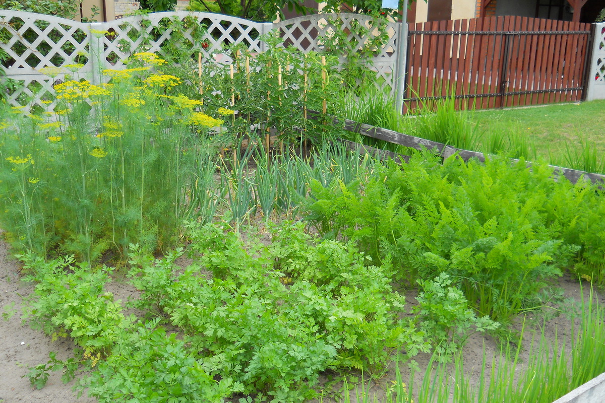 Nasze warzywka na grządkach