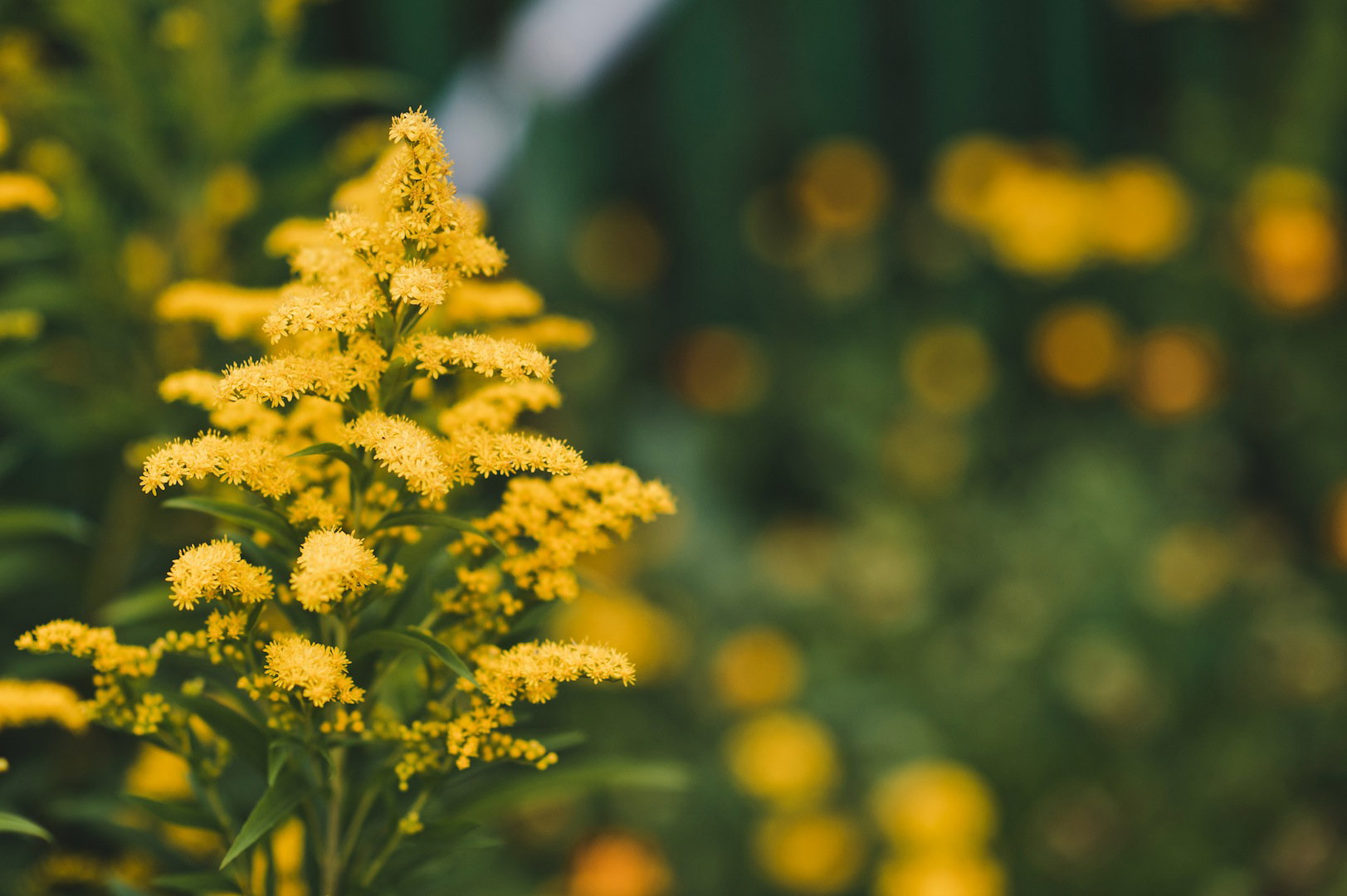 Nawłoć pospolita S. virgaurea herba (zdj.: Fotolia.com)