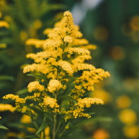 Nawłoć pospolita S. virgaurea herba (zdj.: Fotolia.com)