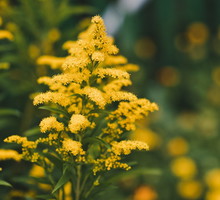 Nawłoć pospolita S. virgaurea herba (zdj.: Fotolia.com)