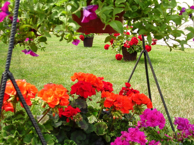 niezawodne pelargonie