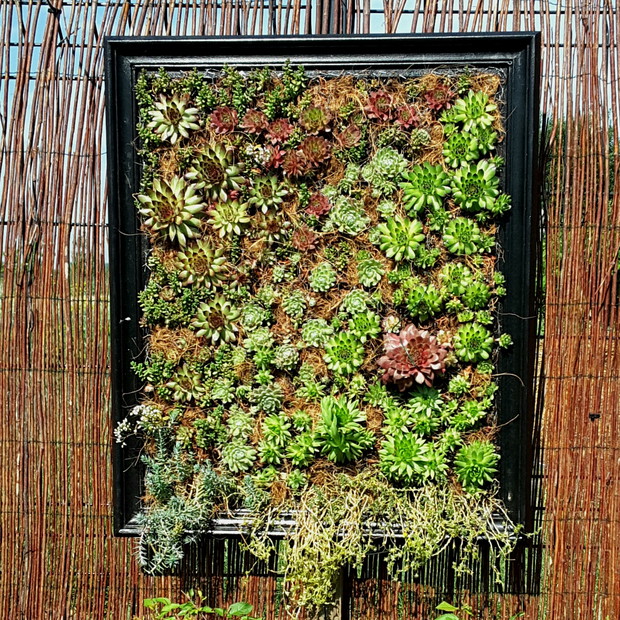 Obraz z rozchodników.