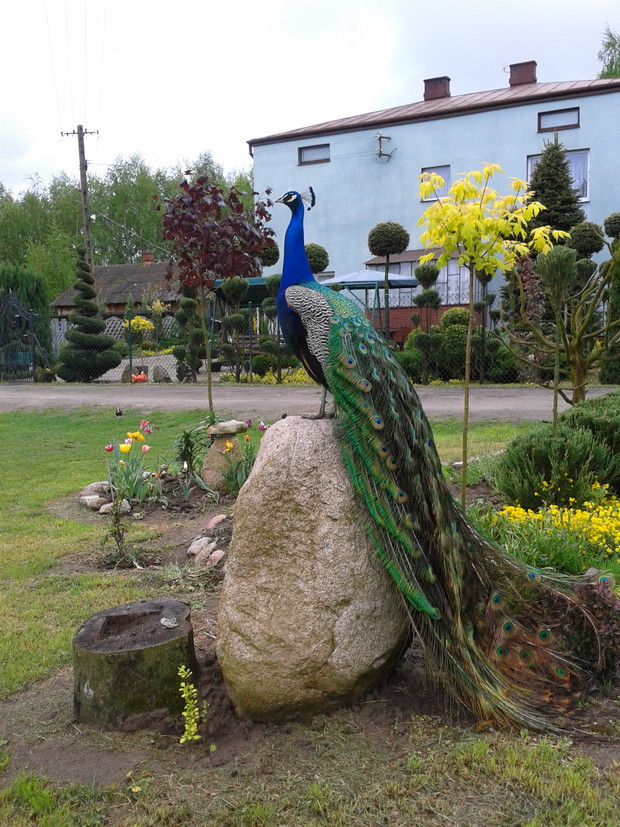 oczko w głowie męża - paw Rychu