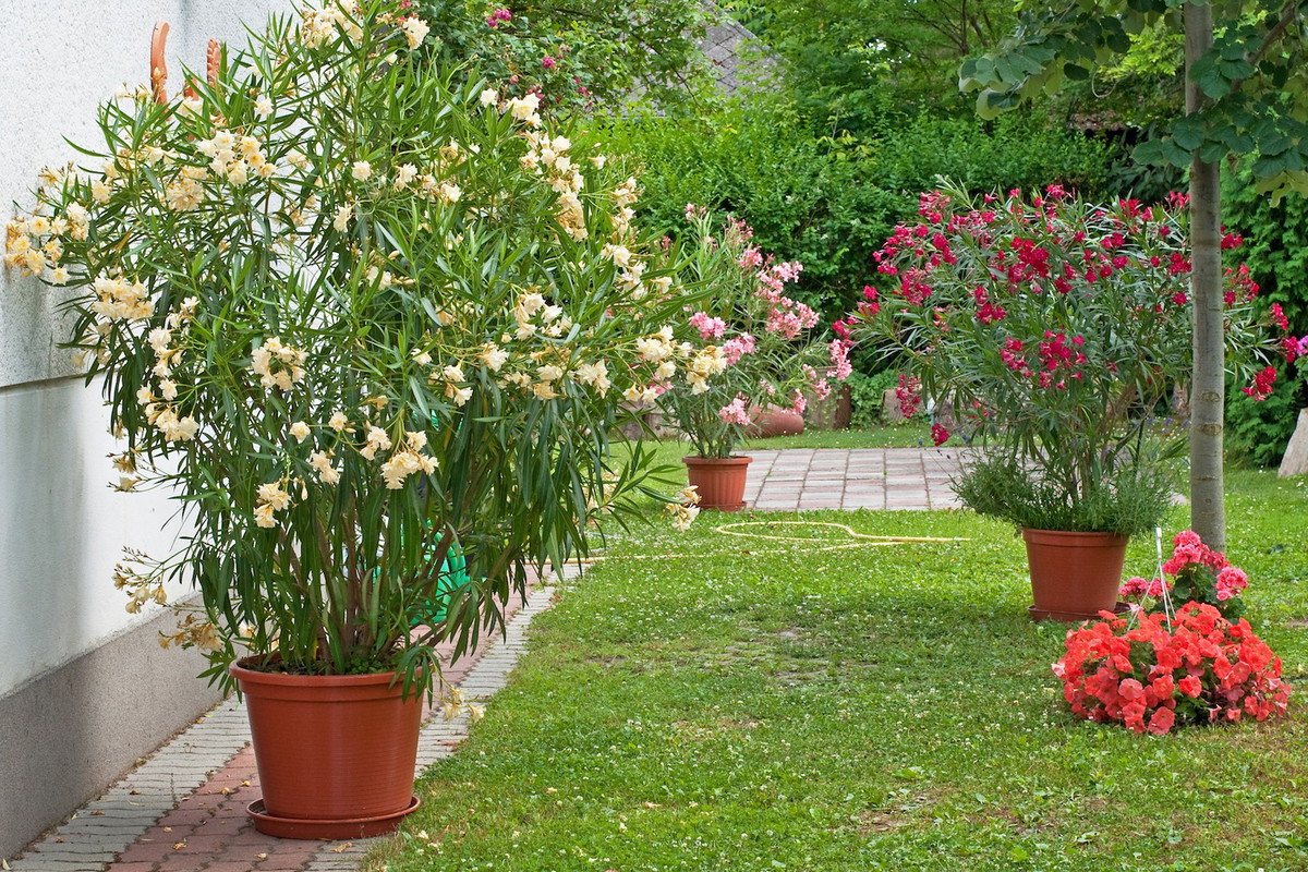 Oleandry powinno się zimować w temperaturze nie wyższej niż 10 stopni Celsjusza (zdj.: Fotolia.com)