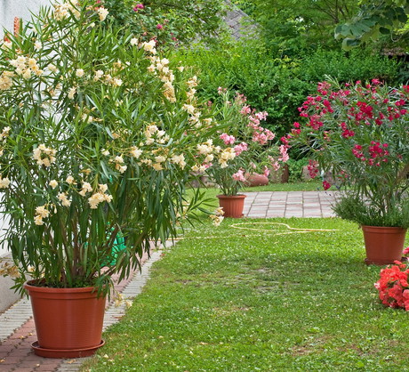 Oleandry powinno się zimować w temperaturze nie wyższej niż 10 stopni Celsjusza (zdj.: Fotolia.com)