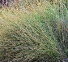Ostnice Stipa (zdj.: Fotolia.com)