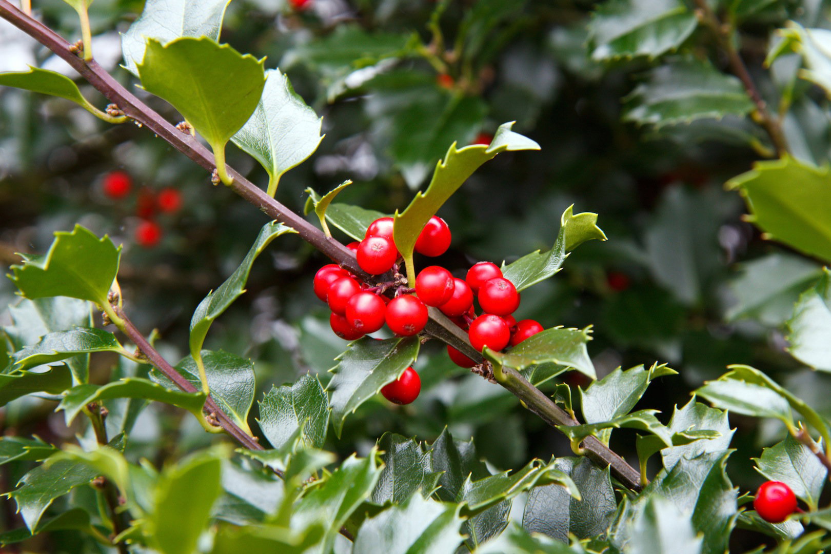 Ostrokrzew kolczasty Ilex aquifolium (zdj.: Fotolia.com)