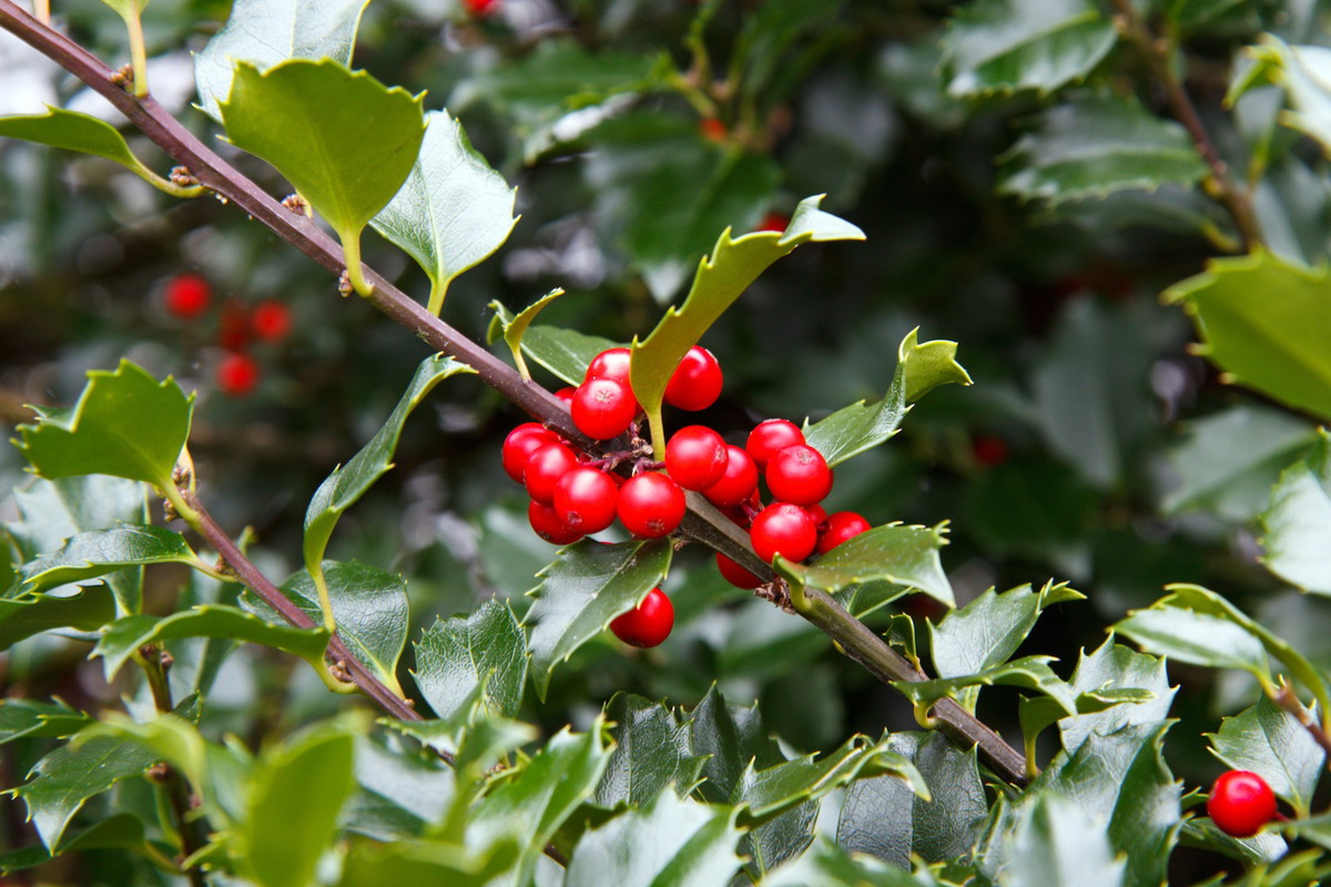 Ostrokrzew kolczasty Ilex aquifolium (zdj.: Fotolia.com)