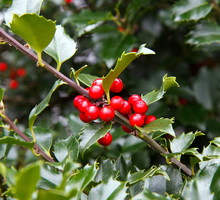 Ostrokrzew kolczasty Ilex aquifolium (zdj.: Fotolia.com)