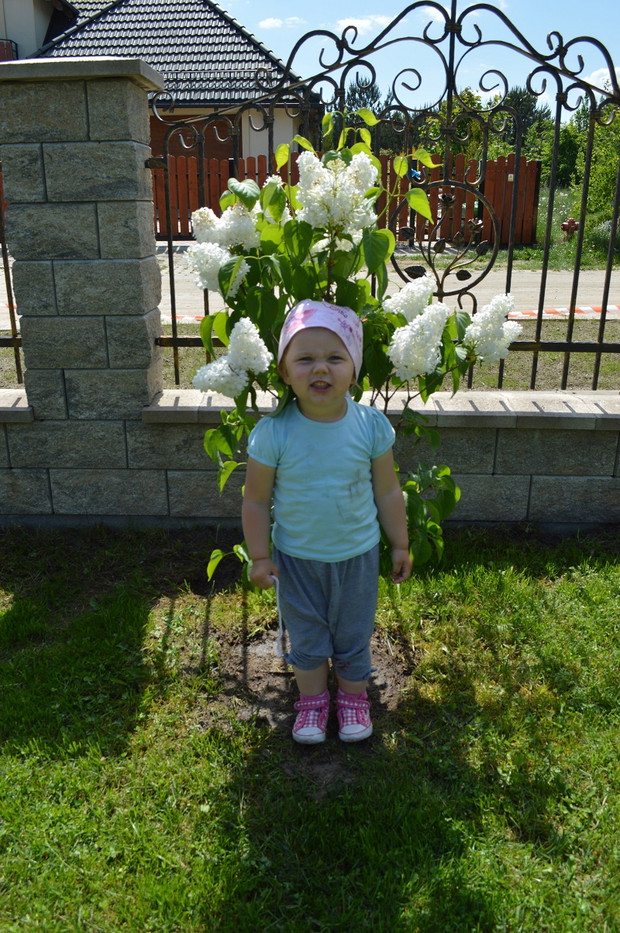 Pięknie pachnący bez