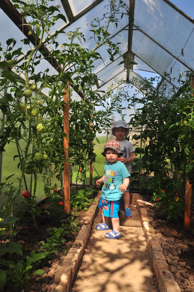 Piotruś i Kubuś poznają tajniki uprawy pomidorków w szklarence. 