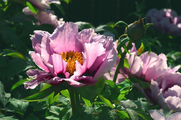 Piwonia drzewiasta Paeonia suffruticosa (zdj.: Fotolia.com)