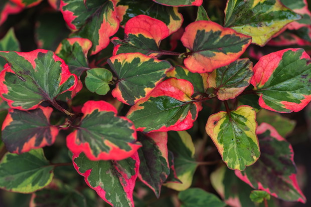 Pstrolistka sercowata Houttuynia cordata (zdj.: Fotolia.com)