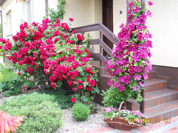 Róża Flamentanz i Powojnik Kardynał Wyszyński .