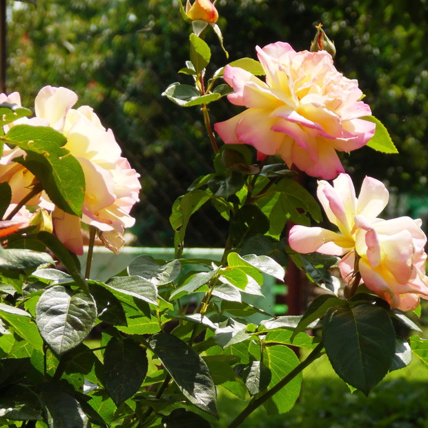 róża o pięknych dużych kwiatach i delikatnym zapachu uwielbiam ją