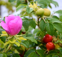 Róża pomarszczona Rosa rugosa (zdj.: Fotolia.com)