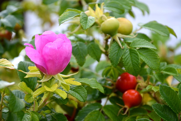 Róża pomarszczona Rosa rugosa (zdj.: Fotolia.com)