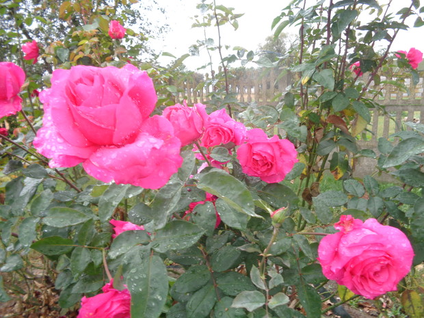 Róża wielkokwiatowa kwitnie do przymrozków.