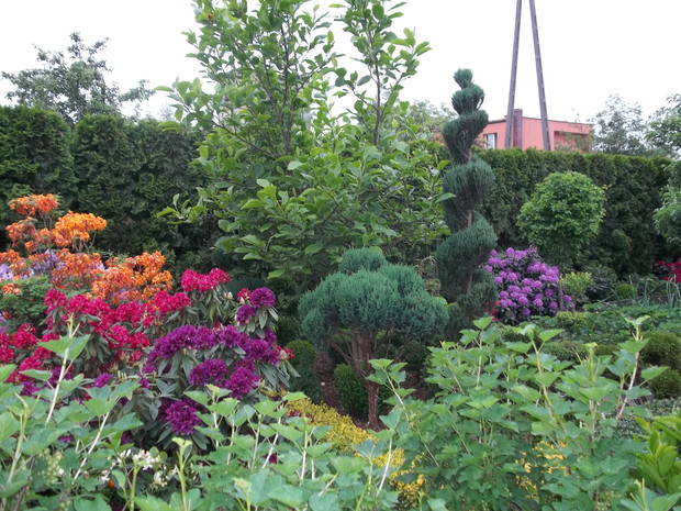 Różaneczniki, magnolia i formowane jałowce mojej mamy