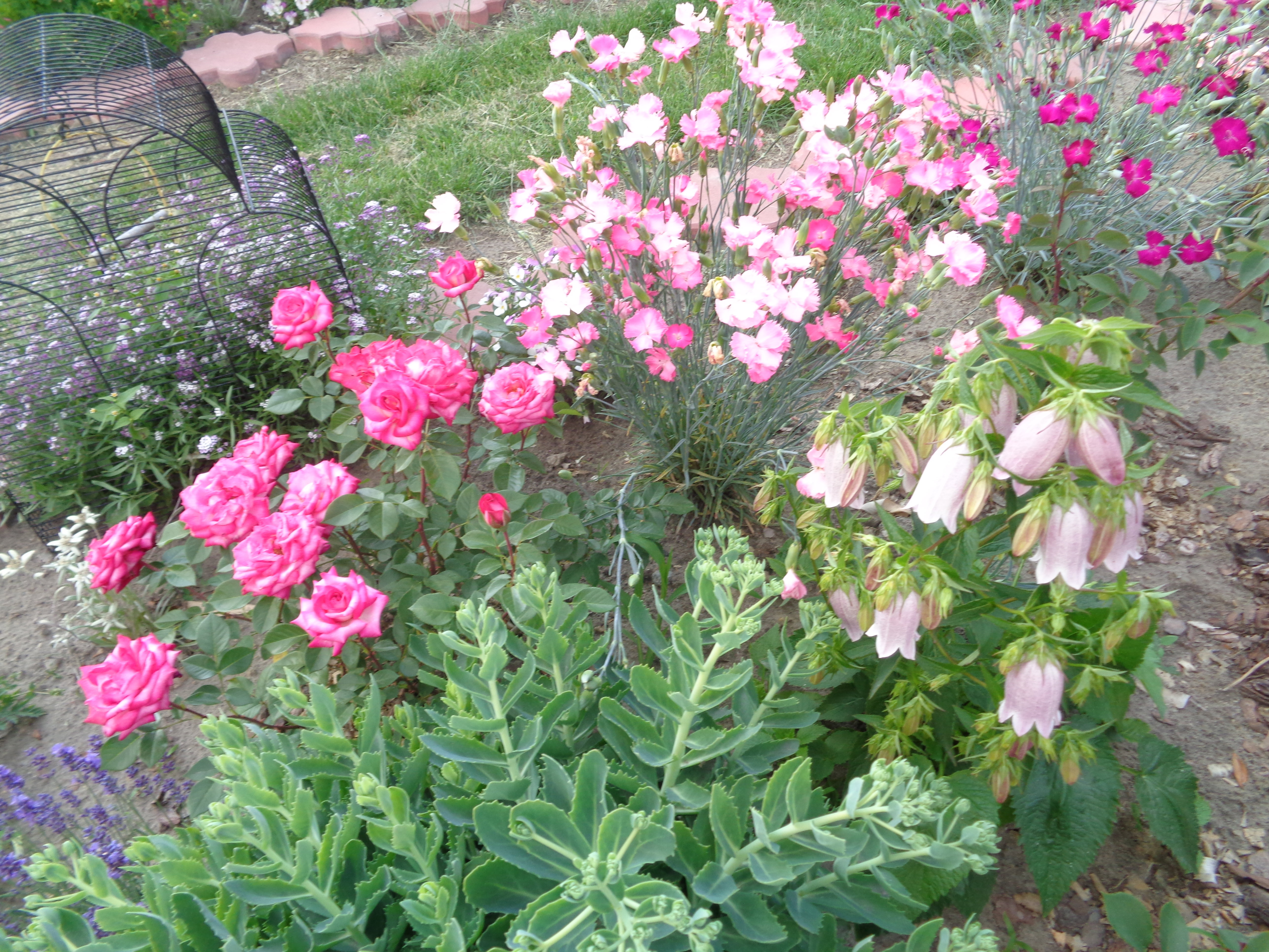 Róże, goździki, dzwonki...
