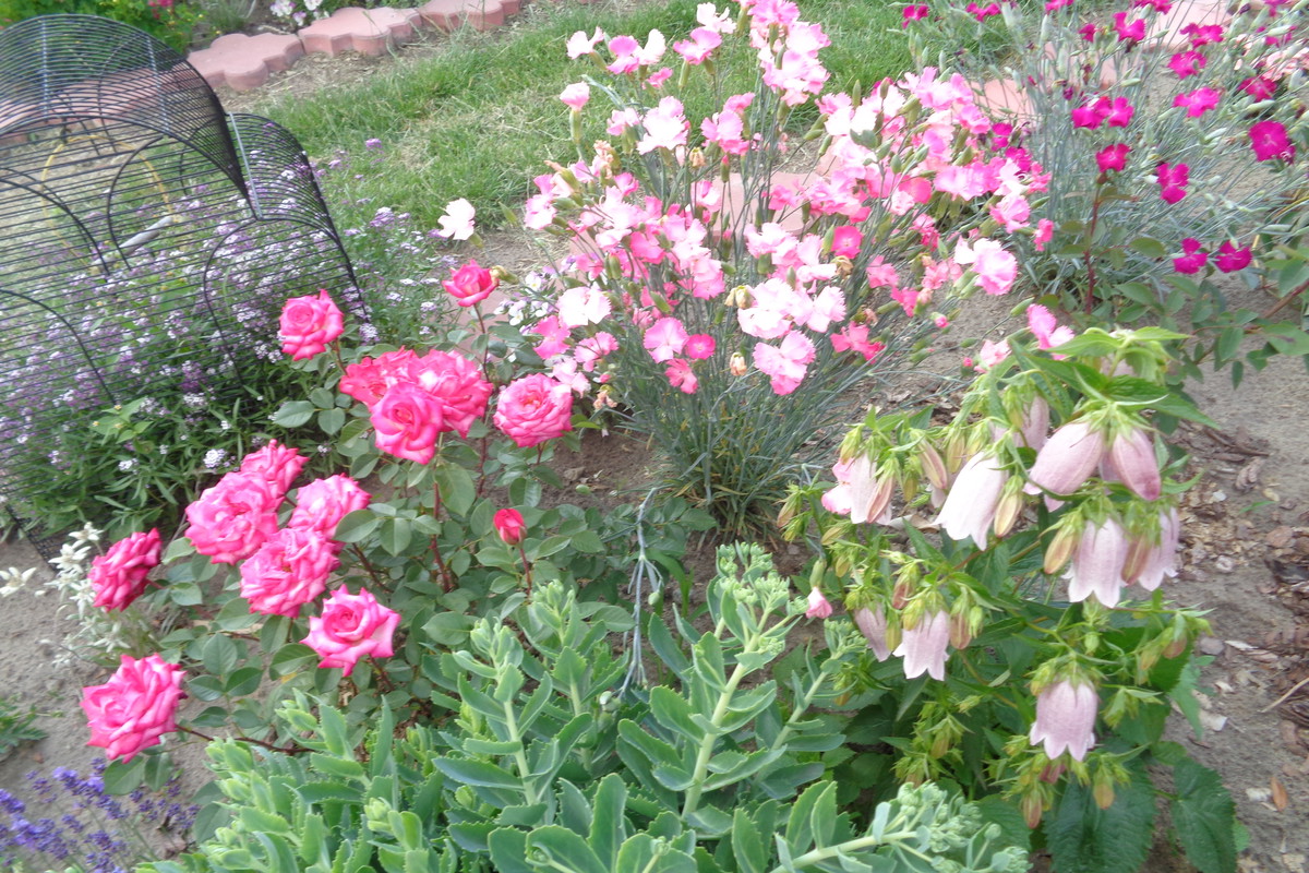 Róże, goździki, dzwonki...