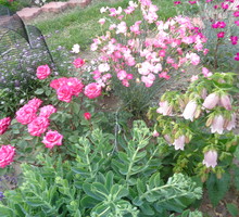 Róże, goździki, dzwonki...