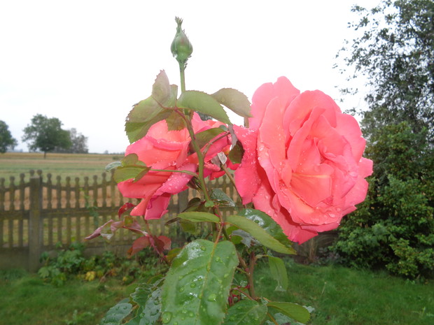 Róże nadal kwitną.