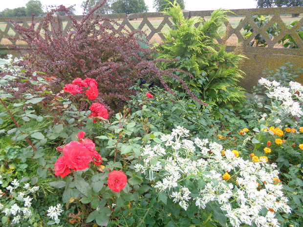 Róże w towarzystwie wilczomleczy .