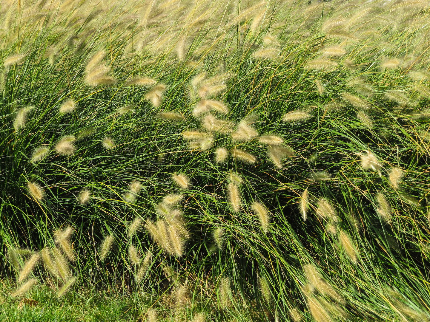 Rozplenica perłowa Pennisetum glaucum ‘Purple Majesty’ (zdj.: Fotolia.com)