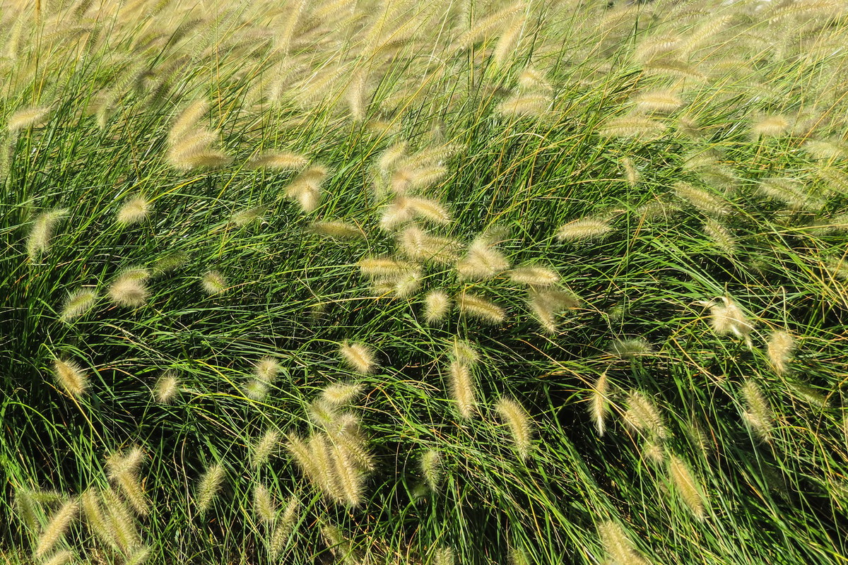 Rozplenica perłowa Pennisetum glaucum ‘Purple Majesty’ (zdj.: Fotolia.com)
