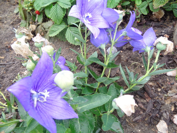 Rozwar dość późno zaczyna kwitnienie.