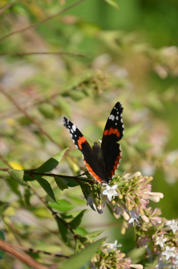Rusałka Admirał :)