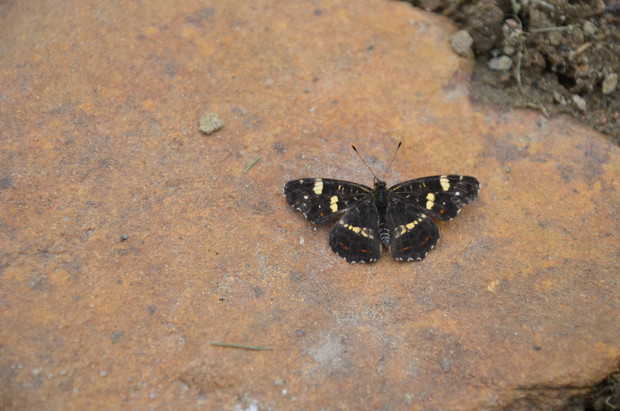 Rusałka Kratowiec :)