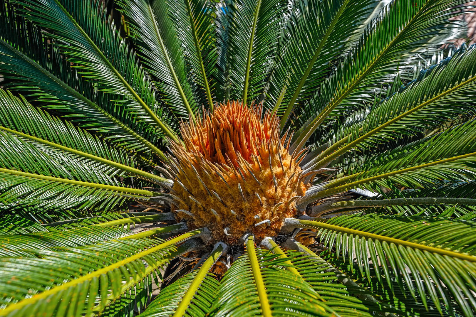 Sagowiec odwinięty Cycas revoluta (zdj.: Fotolia.com)