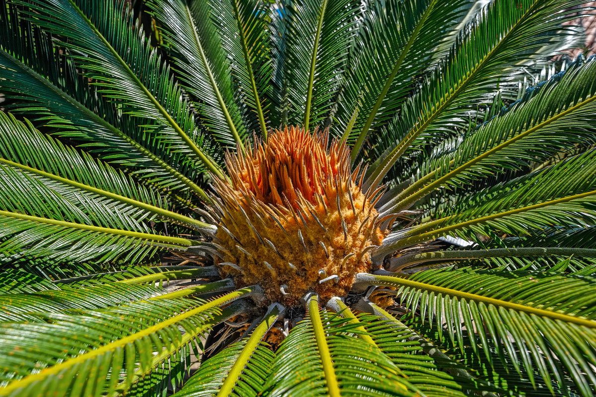 Sagowiec odwinięty Cycas revoluta (zdj.: Fotolia.com)