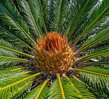 Sagowiec odwinięty Cycas revoluta (zdj.: Fotolia.com)