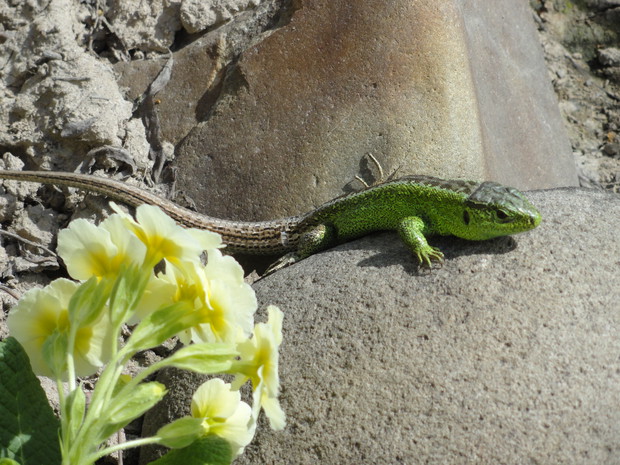 Samiec jaszczurki zwinki w barwach godowych.