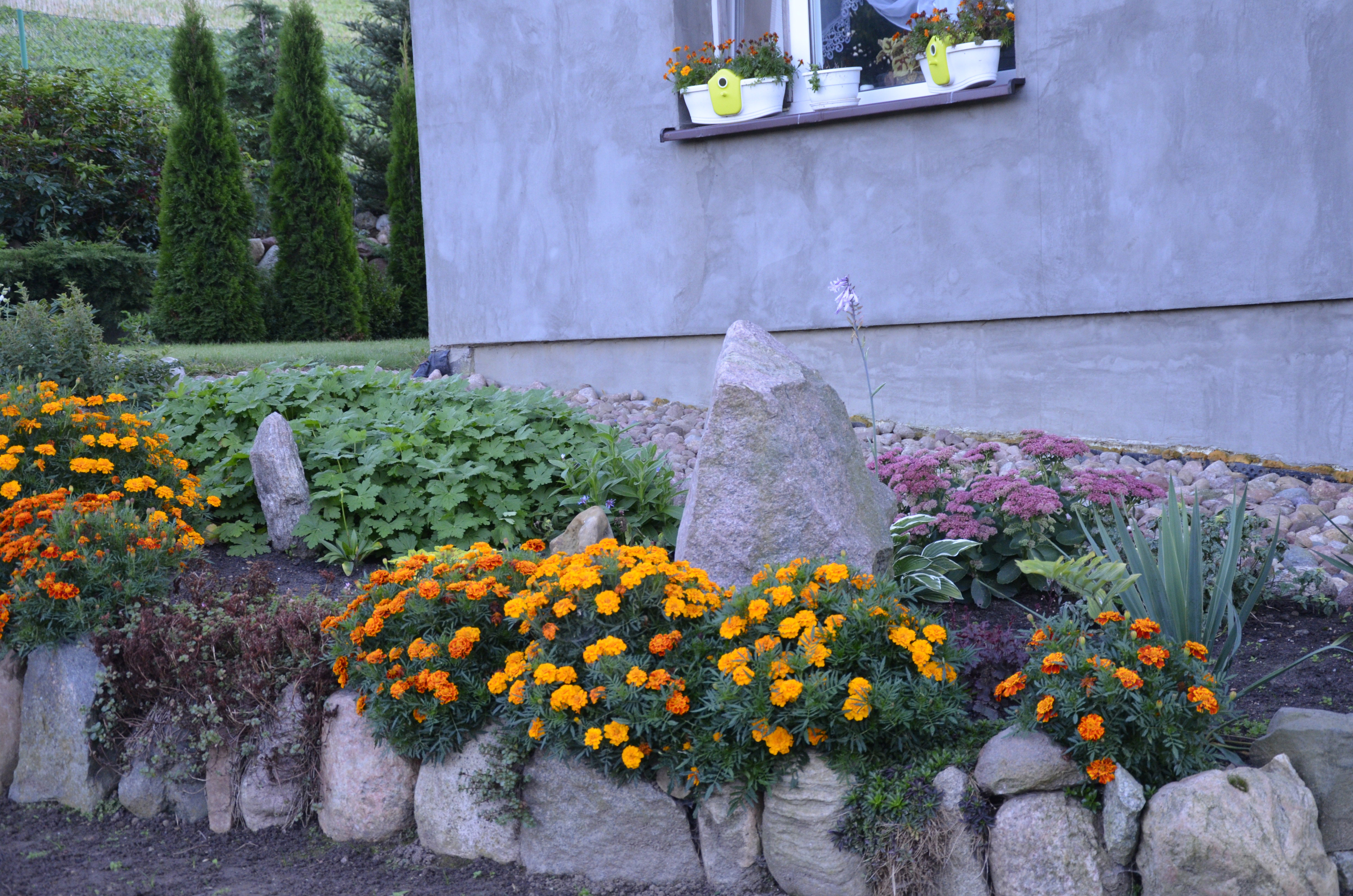 Skalniak przed domem :)