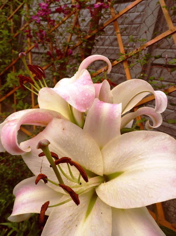 skąpane w deszczu lilie