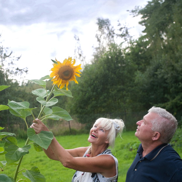 Słoneczniki w pochmurny dzień rozjaśniają świat zamiast słońca.