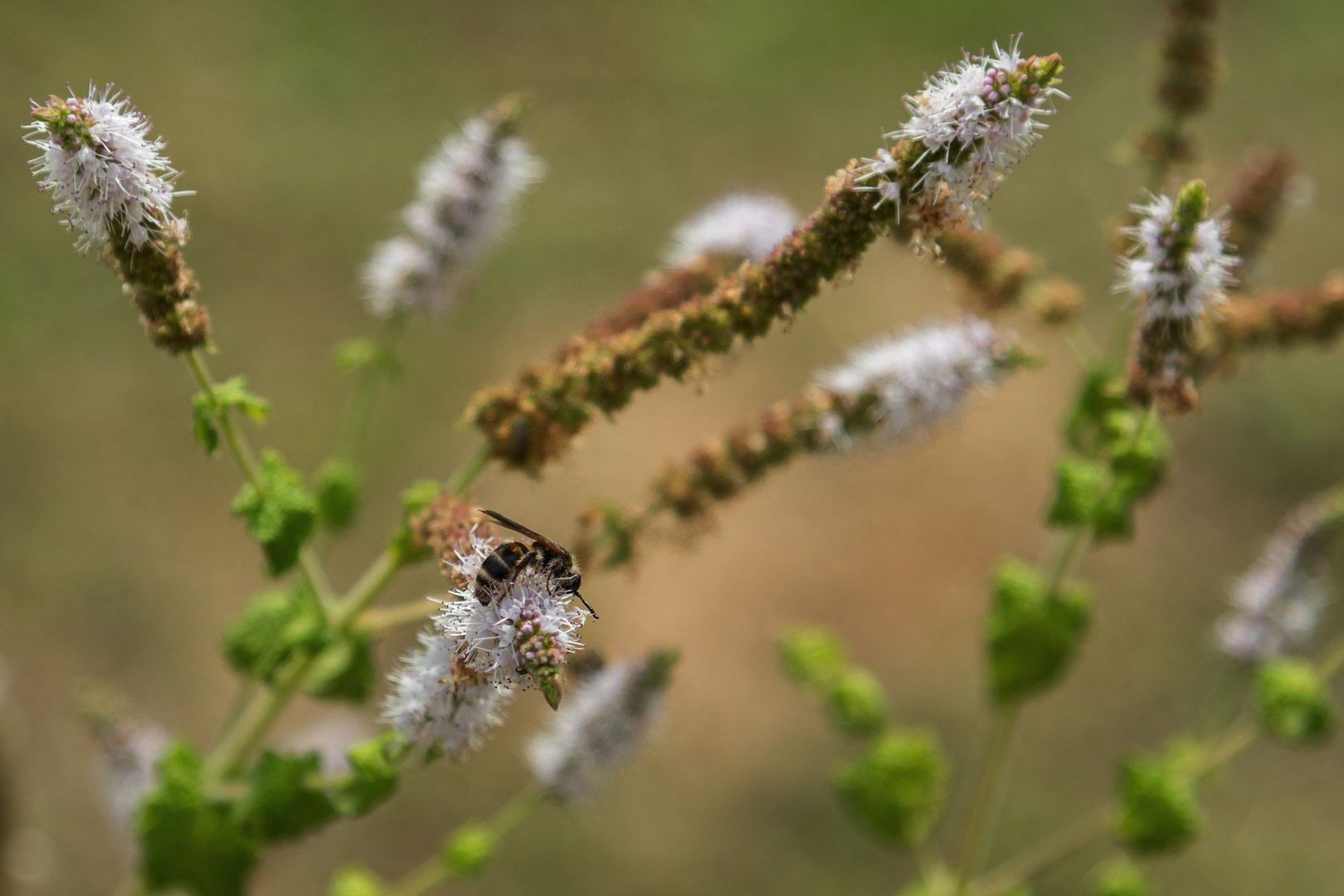 Świecznica groniasta Cimicifuga racemosa Nutt (zdj.: Fotolia.com)