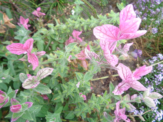 Szałwia i smagliczka.