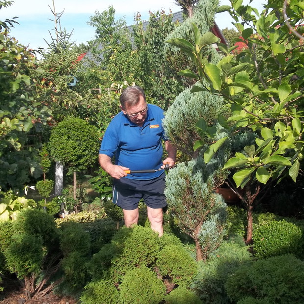 Tata przy strzyżeniu jałowca